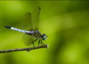 Quiz Quel est cet insecte d'eau ?