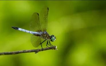 Quiz Insectes