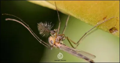 Quel est cet insecte d'eau ?
