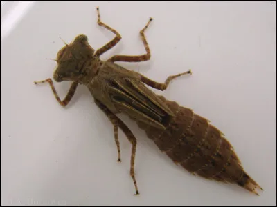 Quel est cet insecte d'eau ?