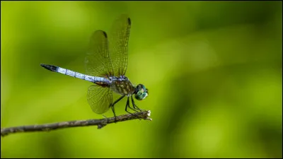 Quel est cet insecte d'eau ?