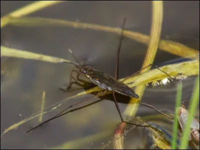 Quel est cet insecte d'eau ?
