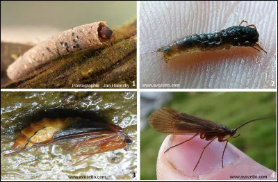 Quel est cet insecte d'eau ?