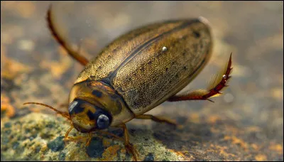 Quel est cet insecte d'eau ?