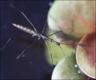 Quel est cet insecte d'eau ?