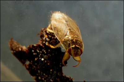 Quel est cet insecte d'eau ?