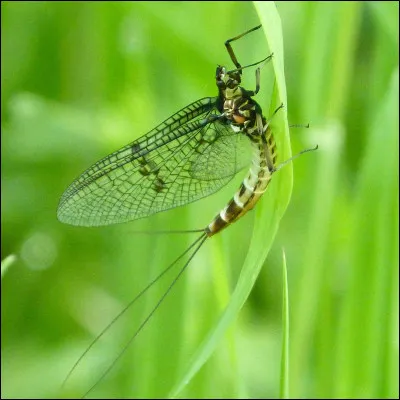 Quel est cet insecte d'eau ?