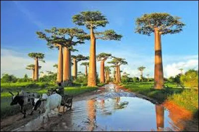 La capitale de Madagascar est la ville de Tananarive.