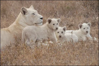 Et enfin as tu des frères et sœurs ?
