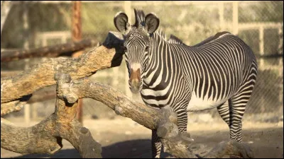 Tu fais une sortie au zoo, quels animaux vas-tu voir en premier ?