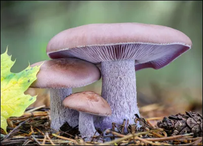 Voici encore un champignon comestible aux couleurs attrayantes, quel est son nom ?