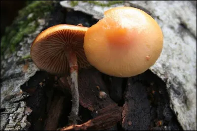 Ne vous laissez pas séduire par sa jolie couleur, ce spécimen fait partie des champignons classés mortels. Si vous ne trouvez pas, comme son nom le sous-entend, ce champignon vous condamne à ramer !