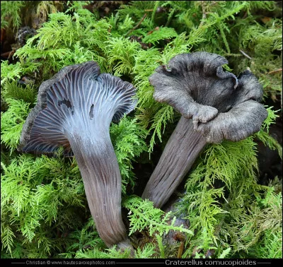 Cueillerez-vous, sans danger, ces champignons pour les déguster en omelette ?