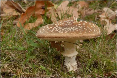 Vous laisserez-vous tenter par ce joli champignon brun parsemé de pois blancs ?