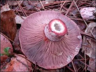 Quel est ce champignon ?