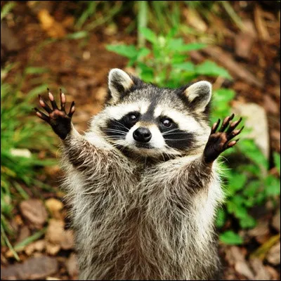 Quel chat de très grande taille, dont le premier représentant connu sappelait "Captain Jencks" est probablement la race naturelle la plus ancienne des États-Unis ?