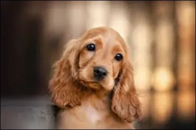 Cliquez sur la bonne réponse :