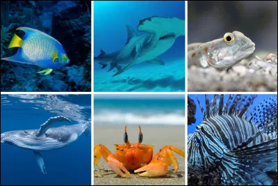 Quel animal marin peut être dangereux sur certaines plages tropicales ?