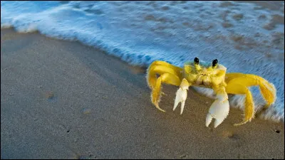 Quel est le nom du petit crustacé qui creuse des terriers dans le sable des plages et se déplace très rapidement ?