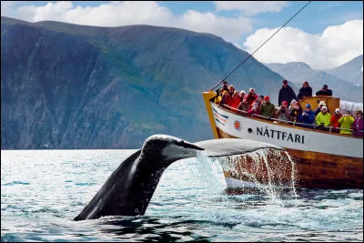 Quelle ville est considérée comme la capitale européenne de lobservation des baleines ?