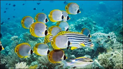 Quelle activité est très populaire autour de Tenerife grâce à la richesse de sa faune marine ?