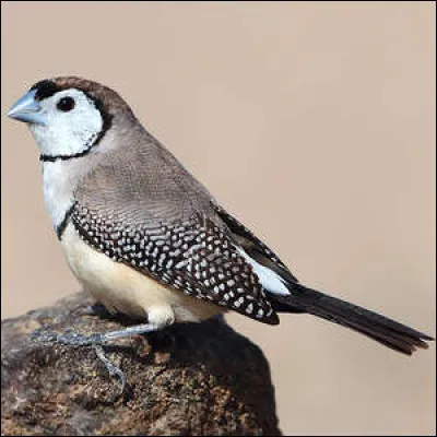 Quel est ce petit oiseau originaire d'Australie ?