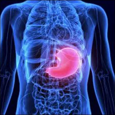 Comment s'appelle l'entrée de l'estomac chez l'être humain ?