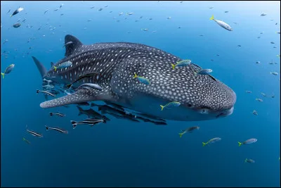 Le requin-baleine peut-il peser en moyenne 12 tonnes ?