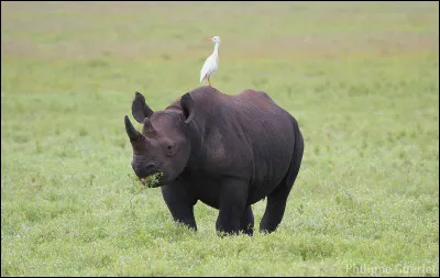 Le rhinocéros noir est-il en danger critique de disparaître ?