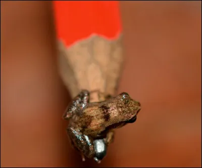La grenouille Paedophryne amauensis est-elle lanimal le plus petit du monde ?