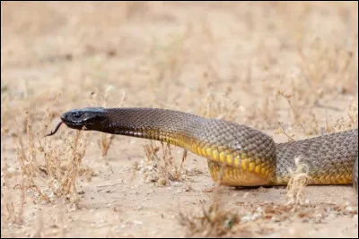 Le taïpan du désert est-il lanimal le plus inoffensif ?