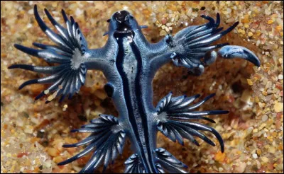 Le scotoplanes est-il réel ?