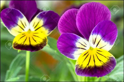 Qui la rep&egrave;re lorsqu'elle se noie dans la mer ?