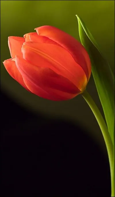 Comment s'appelle le chant traditionnel que son p&egrave;re chante ?