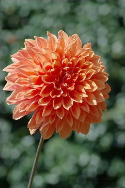 Avec quel livre apprend-elle &agrave; lire ?