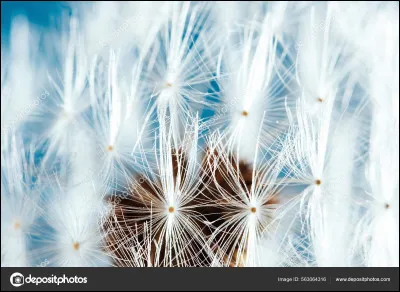 Question bonus : quel est le nom de la fleur de la question 9 ?