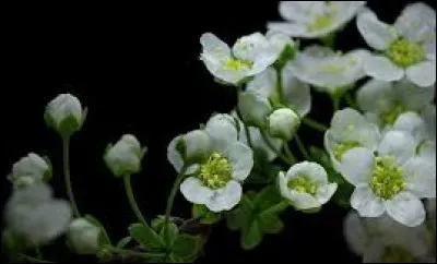 De quelle nationalit&eacute; est-elle ?