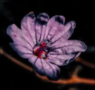 O&ugrave; est-elle n&eacute;e ?