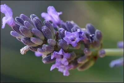Quel est le surnom qu'on donne &agrave; Am&eacute;lie au d&eacute;but du livre ?
