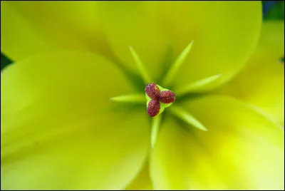 Quelle action la fait cesser de crier ?