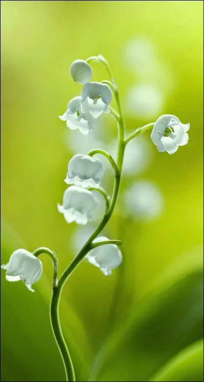 Quel personnage joue du piano ?