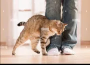 Quiz Les rflexes des chats