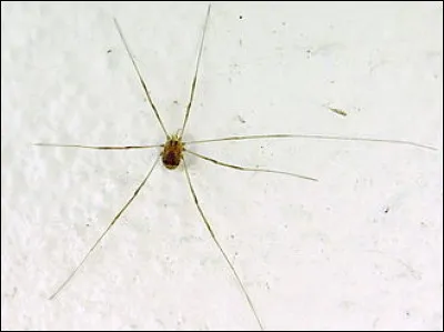 En Auvergne, qu'était-ce qu'un soljère ?