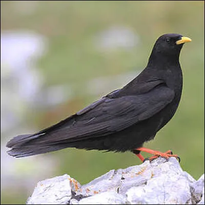 Le jeune homme sot et inexpérimenté portait le nom de...