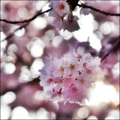 Percamineux veut dire : relatif au...