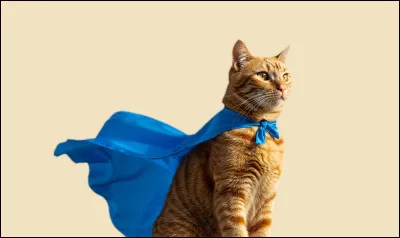 Les chats de ce clan ont-ils des pouvoirs ?