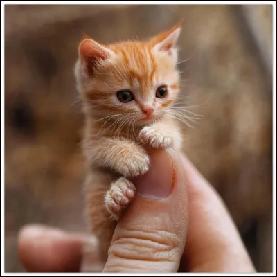 Les chats de ce clan sont-ils petits ?