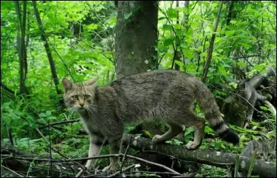 Les chats de ce clan vivent-ils dans la forêt ?