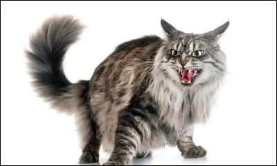 Les chats de ce clan sont-ils considérés comme les méchants de l'histoire ?