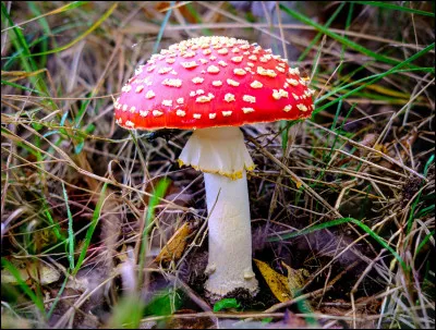 Quel est ce sympathique champignon ?